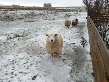 Bella and other sheep - February 2009
