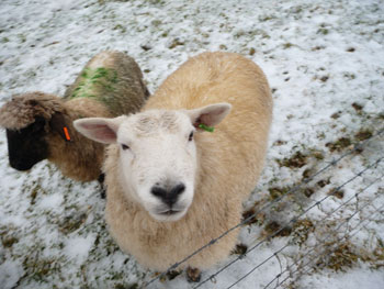 Bella and ram lamb - February 2009