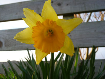 A Daffodil on Rousay