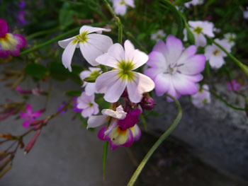 A Daffodil on Rousay