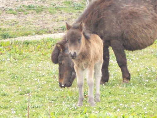 Miniature Foal on Rousay