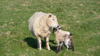 Rousay Sheep and Lambs - April 2009