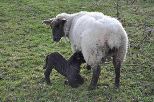 Lambing - 2010