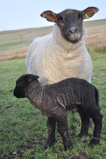 Lambing - 2010