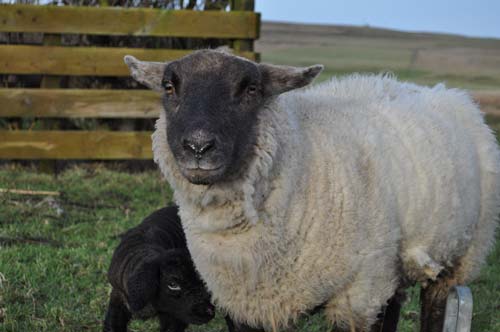 Lambing - 2010