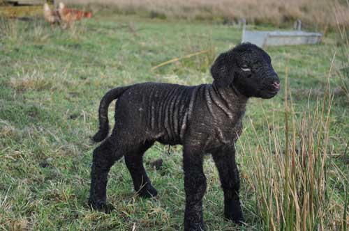 Lambing - 2010