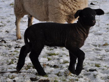 Lambing - 2010
