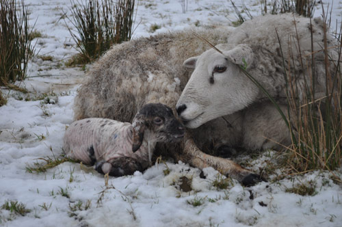 Bella and Milly - February 2010
