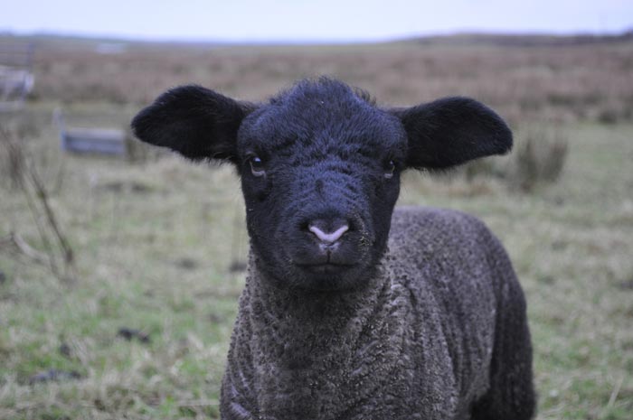 Wilbur - February 2010