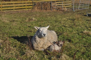 Bella and Milly - February 2010