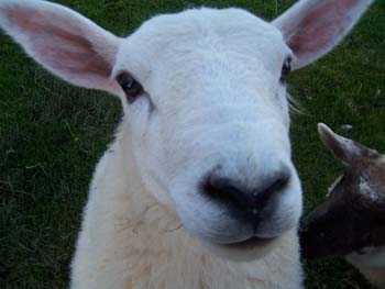 Dot and Bella - our lambs