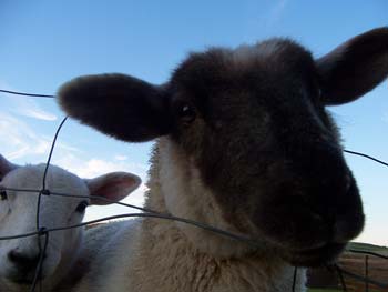 Dot and Bella - our lambs