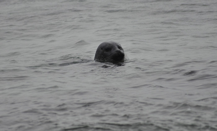 Seals at Saviskaill Bay
