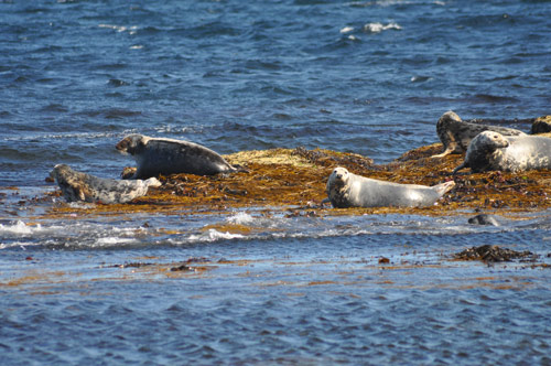 Seals at Saviskaill Bay