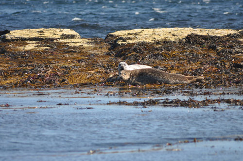 Seals at Saviskaill Bay