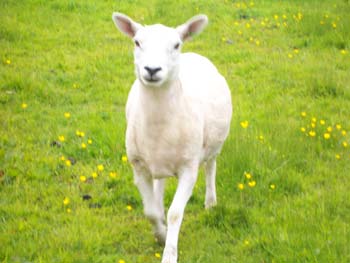 Bella - after being sheared