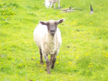 Dot - after being sheared
