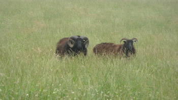 Soay Sheep - July 2009